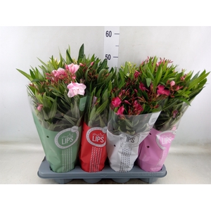 Nerium oleander   ...