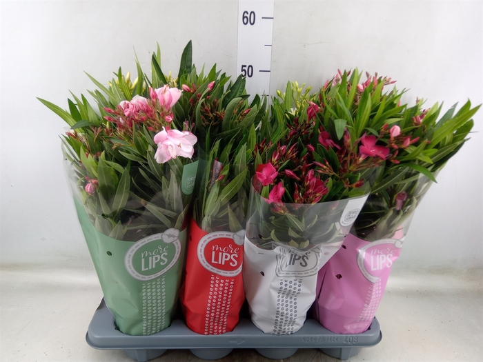 <h4>Nerium oleander   ...</h4>