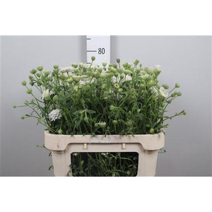 Didiscus White