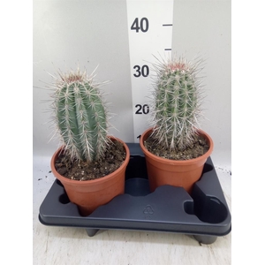 Pachycereus pringlei