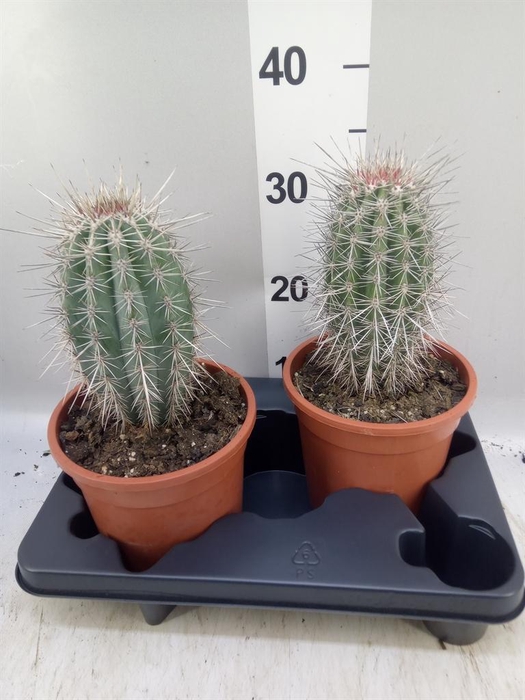 <h4>Pachycereus pringlei</h4>