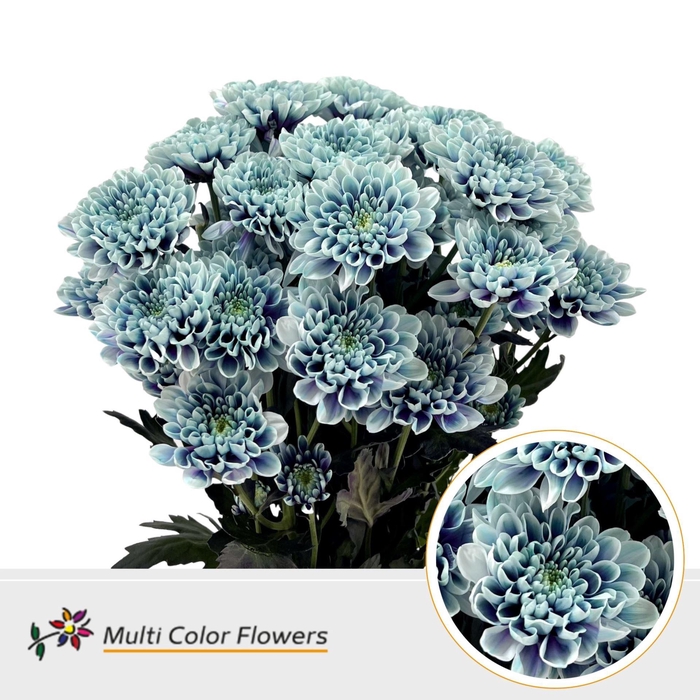 <h4>Chrysanthemum TR   ...colored H%</h4>