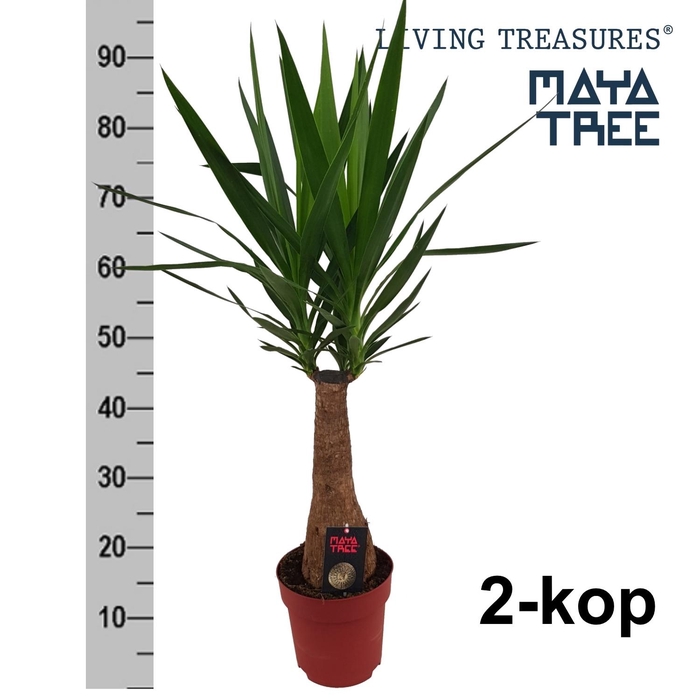 <h4>YUC ELEPHANTIPES stock</h4>