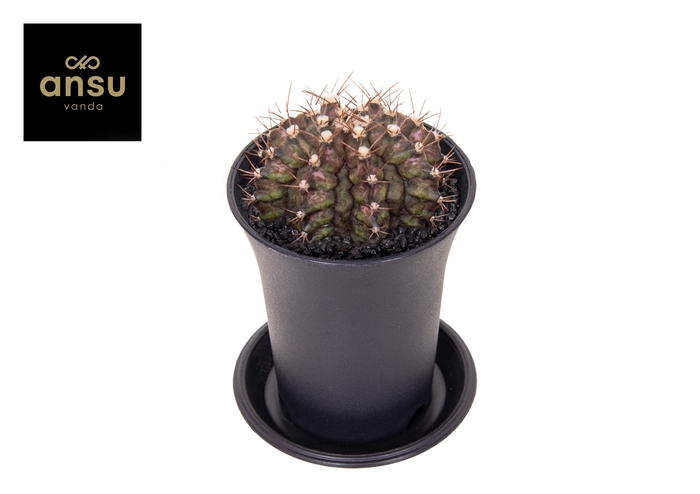 <h4>Gymno Cactus 'T-Rex Hybrid'</h4>