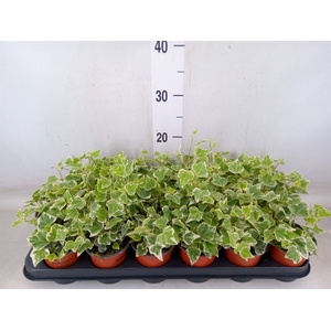 Hedera helix 'White Wonder'