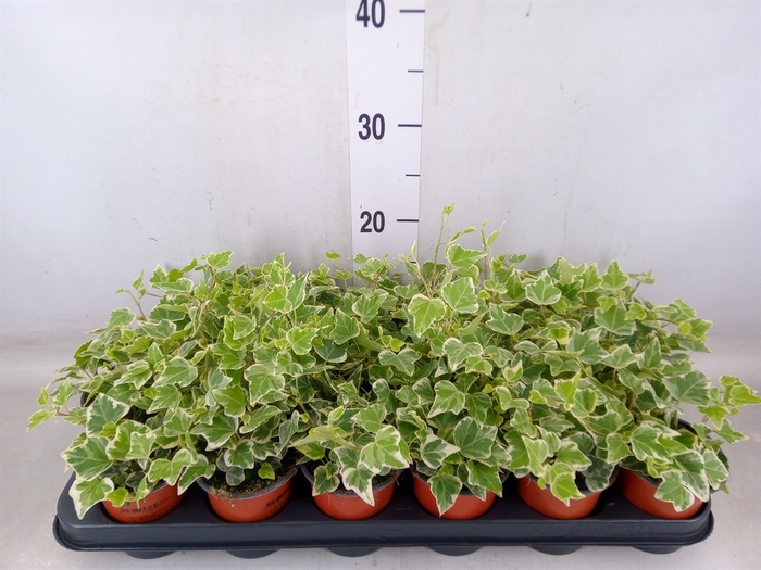 <h4>Hedera helix 'White Wonder'</h4>