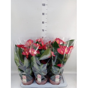 Anthurium andr. 'Tremendo'