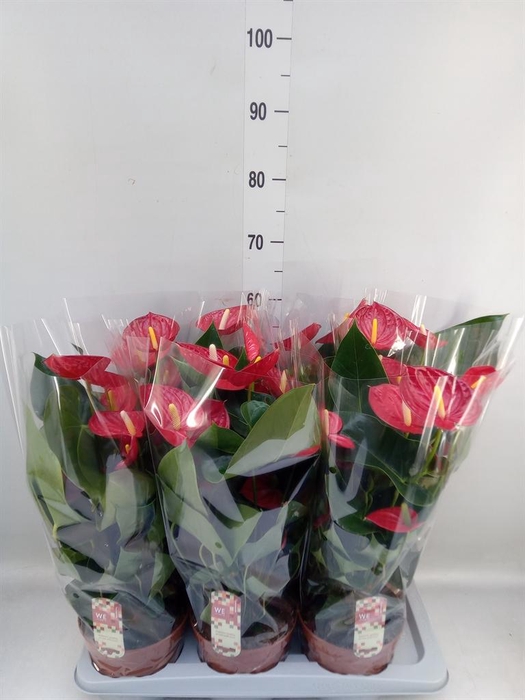 <h4>Anthurium andr. 'Tremendo'</h4>