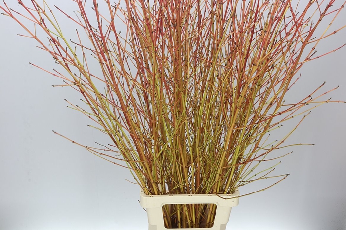 <h4>Cornus Sa Winter Beauty</h4>