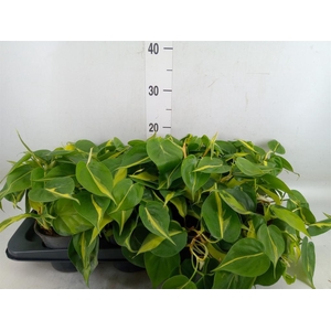 Philodendron scand. 'Brasil'