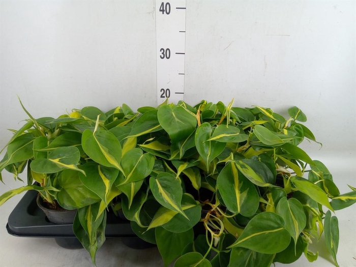 <h4>Philodendron scand. 'Brasil'</h4>