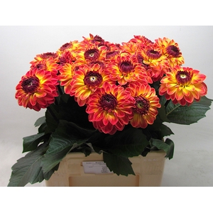 Dahlia Dancing Don Koppert