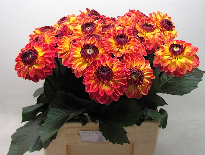 <h4>Dahlia Dancing Don Koppert</h4>