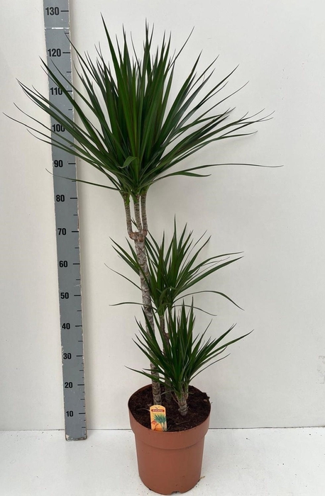 <h4>DRA MARGINATA</h4>