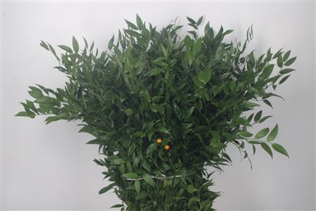 <h4>Ruscus It. Per Bunch 200 Gram</h4>