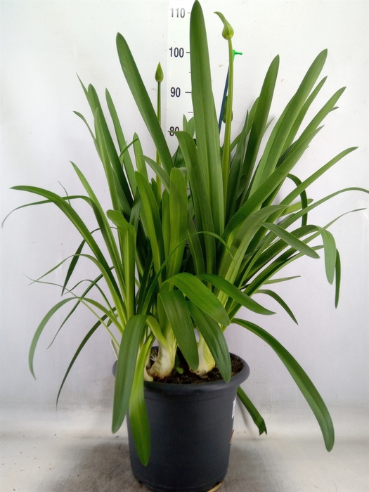 <h4>Agapanthus  'Big White'</h4>
