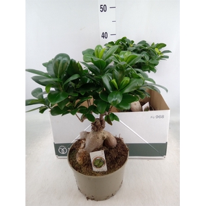 Ficus microcarpa 'Ginseng'