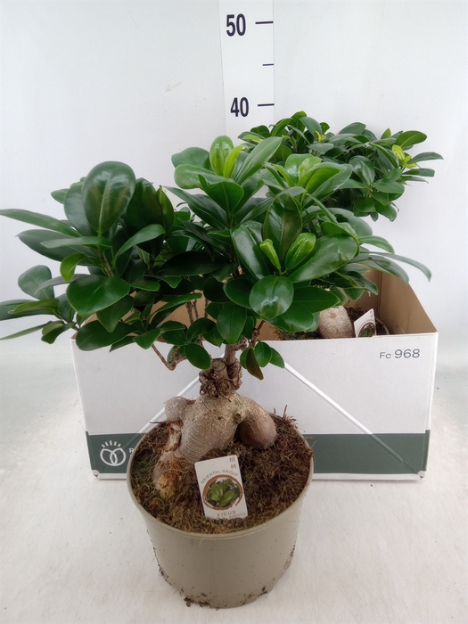 <h4>Ficus microcarpa 'Ginseng'</h4>