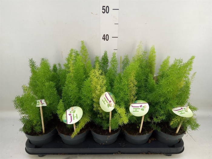 <h4>Asparagus dens. 'Meyers'</h4>