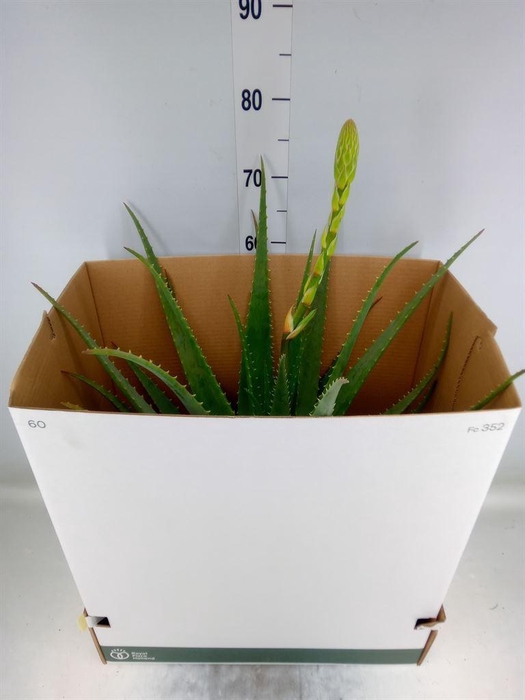 <h4>Aloe vera</h4>