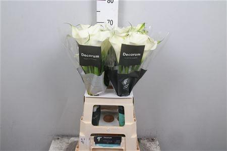 <h4>Zant Capt Ventura</h4>