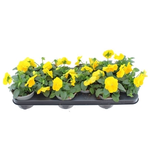 Viola F1 Pure Yellow