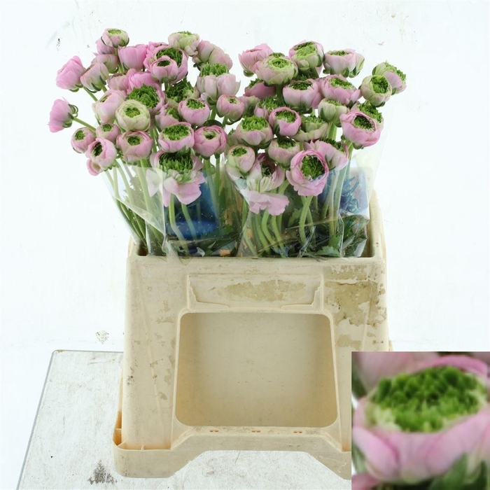 <h4>RANUNCULUS OV</h4>