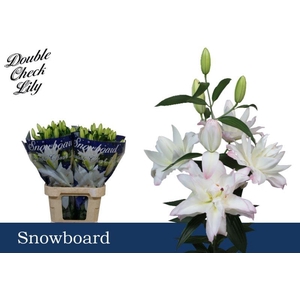 LI OR DU SNOWBOARD 3+