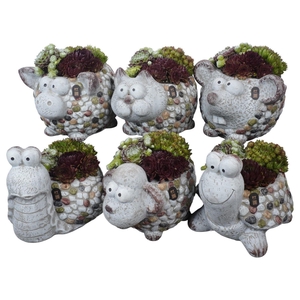 Arr.  Sempervivum H%