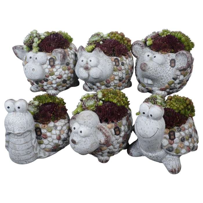 <h4>Arr.  Sempervivum H%</h4>
