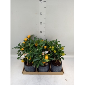 Arr.   Tuinplanten H%