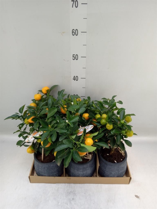 <h4>Arr.   Tuinplanten H%</h4>