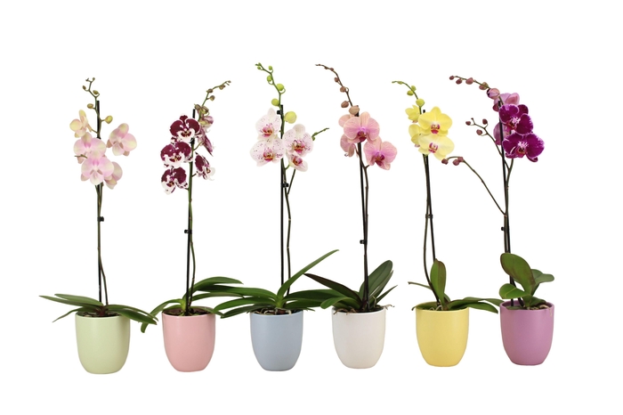 <h4>Hugo Pastel Mix Phal Mix 1T9+</h4>