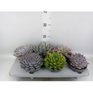 Echeveria   ...mix