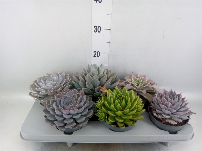 <h4>Echeveria   ...mix</h4>
