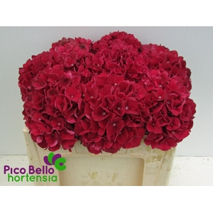 Hydr Magical Rubyred Pico Bello