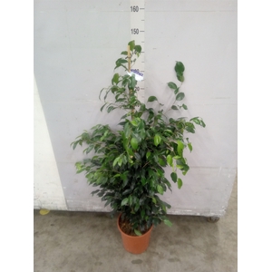 Ficus benja. 'Danielle'
