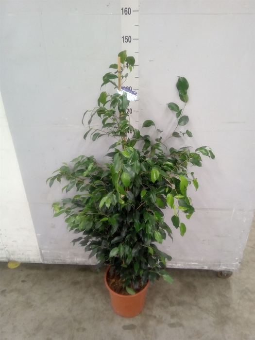 <h4>Ficus benja. 'Danielle'</h4>
