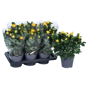 Nolina Roses Ø 17 cm Yellow Blanco sleeve