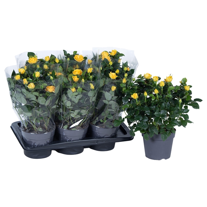 <h4>Nolina Roses Ø 17 cm Yellow Blanco sleeve</h4>