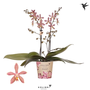 Kolibri Orchids Phalaenopsis Spider brown 2 spike