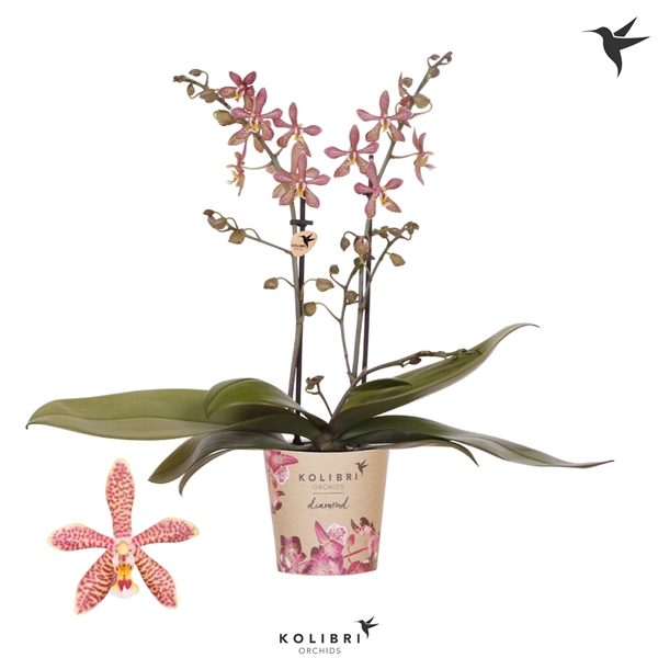 <h4>Kolibri Orchids Phalaenopsis Spider brown 2 spike</h4>