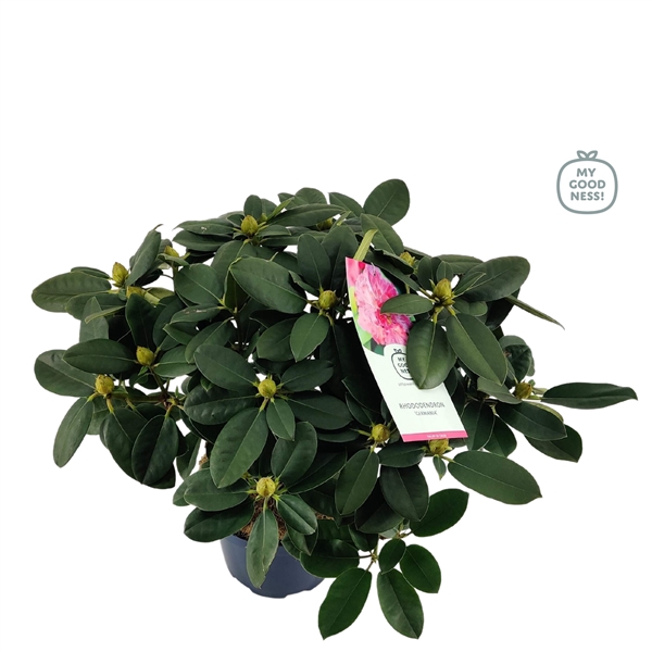 <h4>Rhododendron 50-60 /7.5 liter 'Germania'</h4>