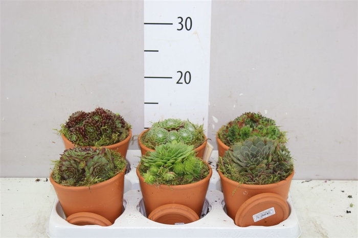 <h4>Arr Sempervivum In Terra Cotta Pot</h4>