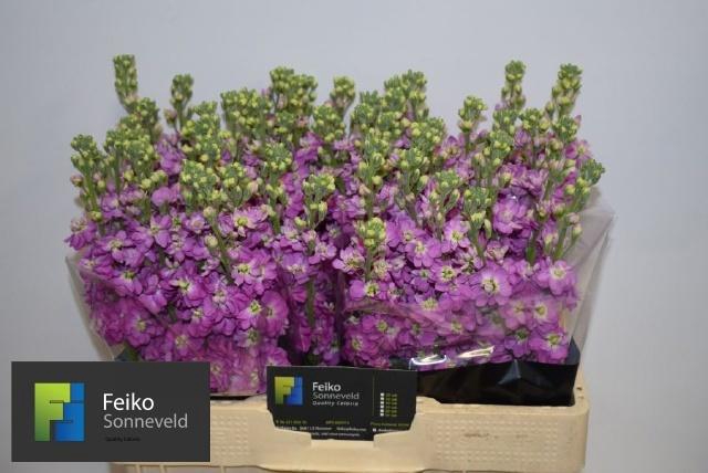 <h4>MATTH MATHILDA ROSE</h4>