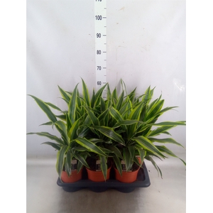 Dracaena fr de 'LemonLime'