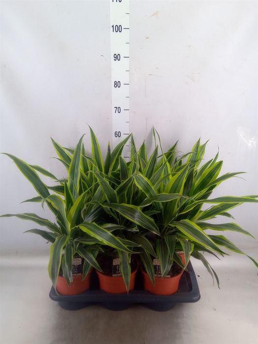 <h4>Dracaena fr de 'LemonLime'</h4>