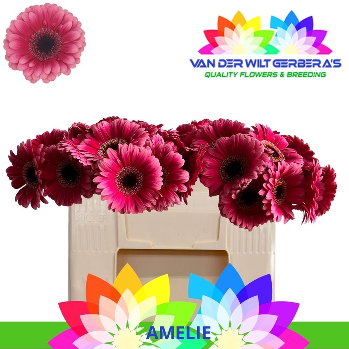 <h4>GE MI AMELIE</h4>