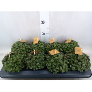 Callisia repens 'Turtle'