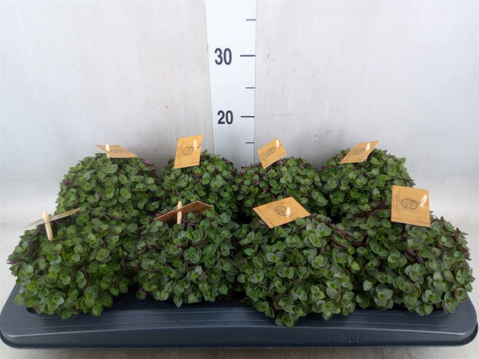 <h4>Callisia repens 'Turtle'</h4>